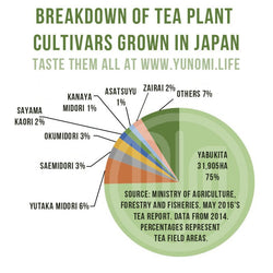 Breakdown of tea plant cultivars most commonly grown in Japan - Yunomi.life