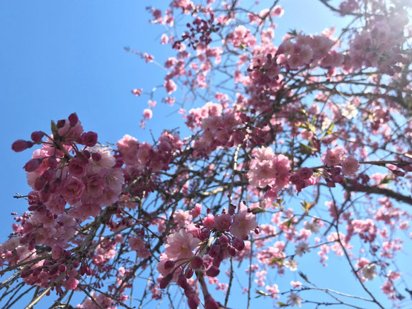 Happy spring, shincha season is around the corner! - Yunomi.life