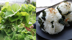 How to Forage and Cook Sansai (山菜) in Spring in Japan - Yunomi.life