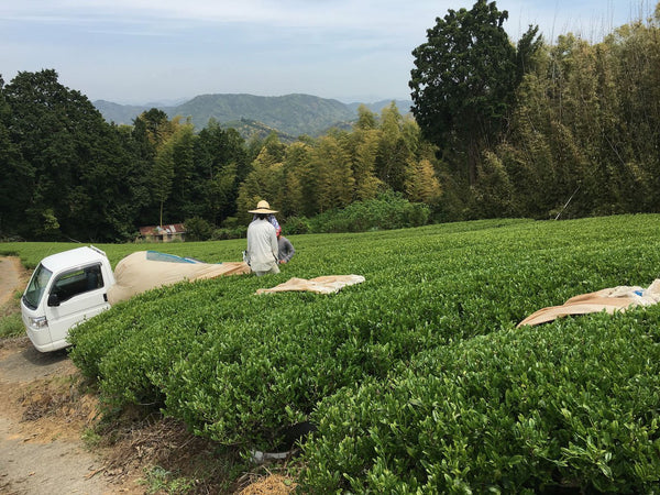 Japanese tea production in 2020 dropped a dramatic 15% - Yunomi.life