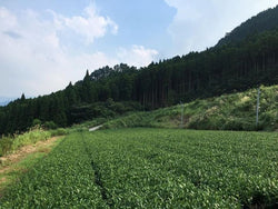 Key statistics about Japanese tea agriculture - Yunomi.life