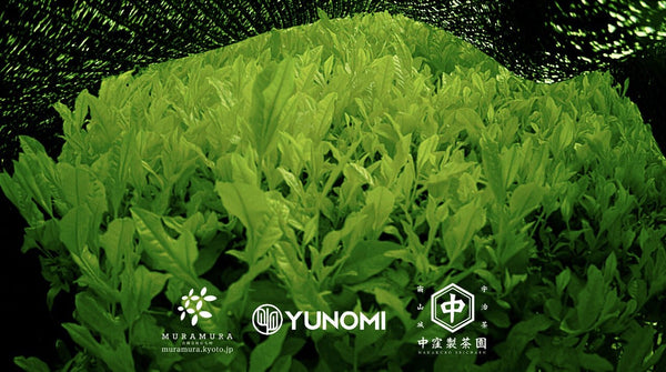 One month time lapse video documenting the growth of spring first flush tea leaves - Yunomi.life