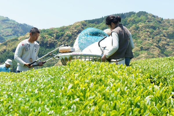 Recommended Videos About Tea in Shizuoka - Yunomi.life