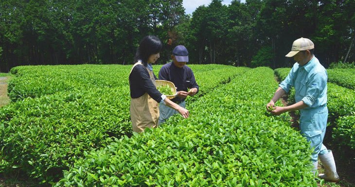 Tea picking events throughout Japan - Yunomi.life
