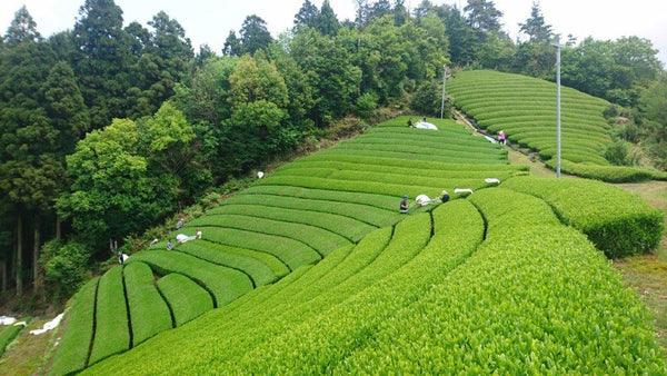 What regulations are involved in importing organic tea from Japan? - Yunomi.life