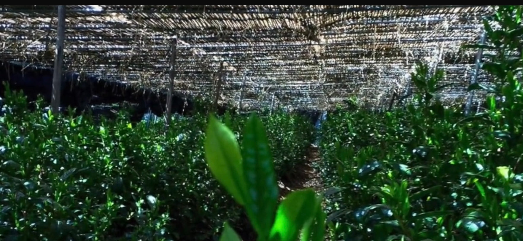 Tsujiki Tea Garden – Yunomi.life