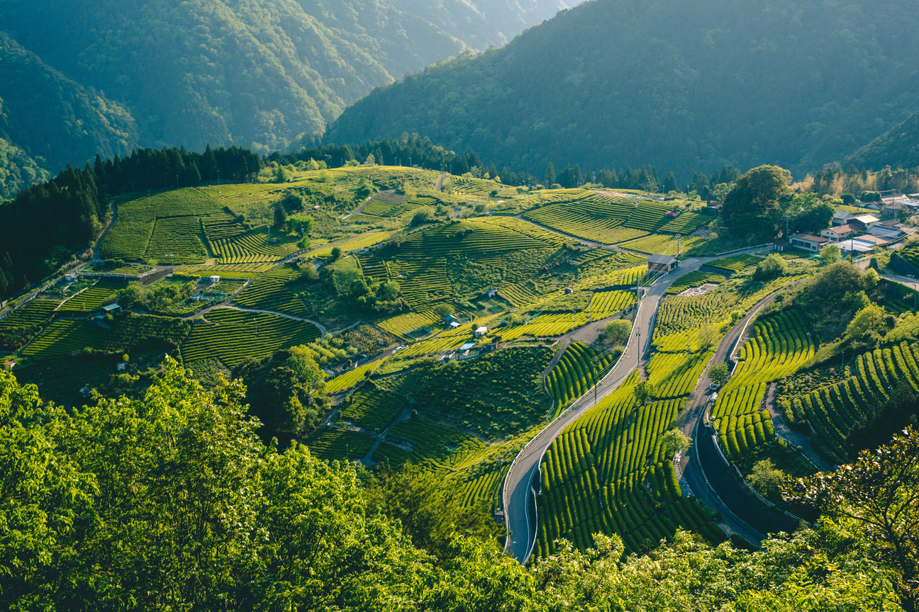 Discover Gifu / 岐阜の茶と暮らし