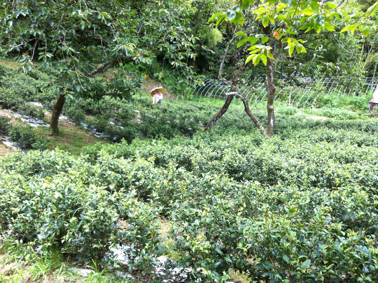 Tea Farm Mitocha