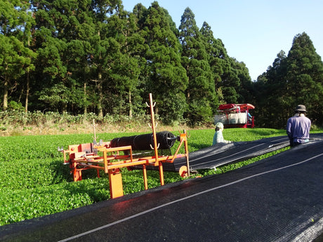 Hachimanjyu Yakushima Tea - Yunomi.life