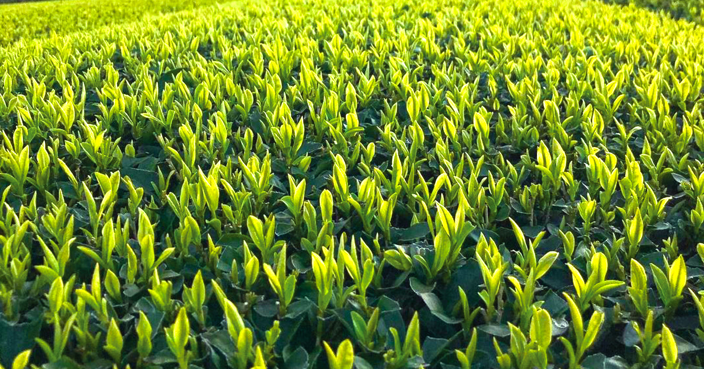 Shincha 2024 - Japanese First Flush Spring Green Tea