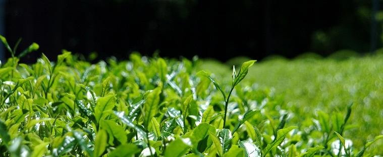 Hiraoka Tea Garden - Yunomi.life