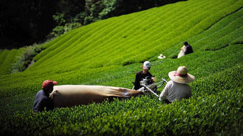 Ohtaka Tea Garden