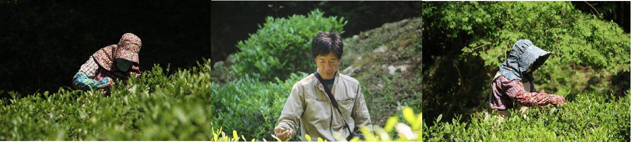Kajihara Tea Garden - Yunomi.life