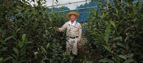 Kaneta Ota Tea Garden - Yunomi.life