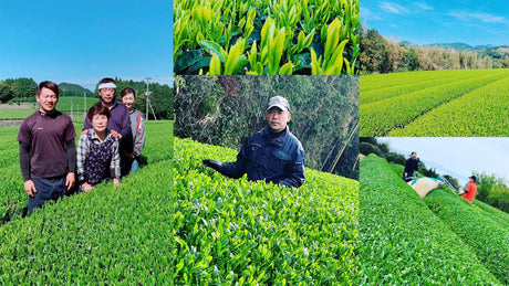 Kikizu Tea Garden - Yunomi.life