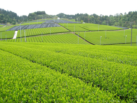 Kyoto Tea Agricultural Cooperative - Yunomi.life