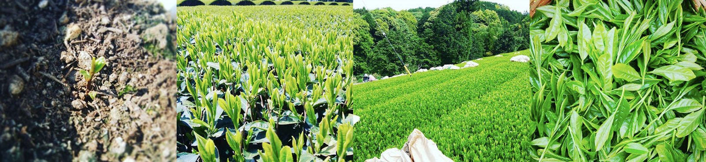 Murata Tea Garden - Yunomi.life