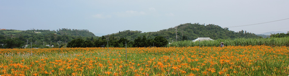 Nemurigusa field at the Zamami Farm, Zamami Village, Okinawa, Japan