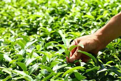 Oguri Tea Farms - Yunomi.life