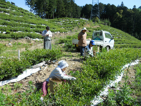 Oishi Tea Farm - Yunomi.life