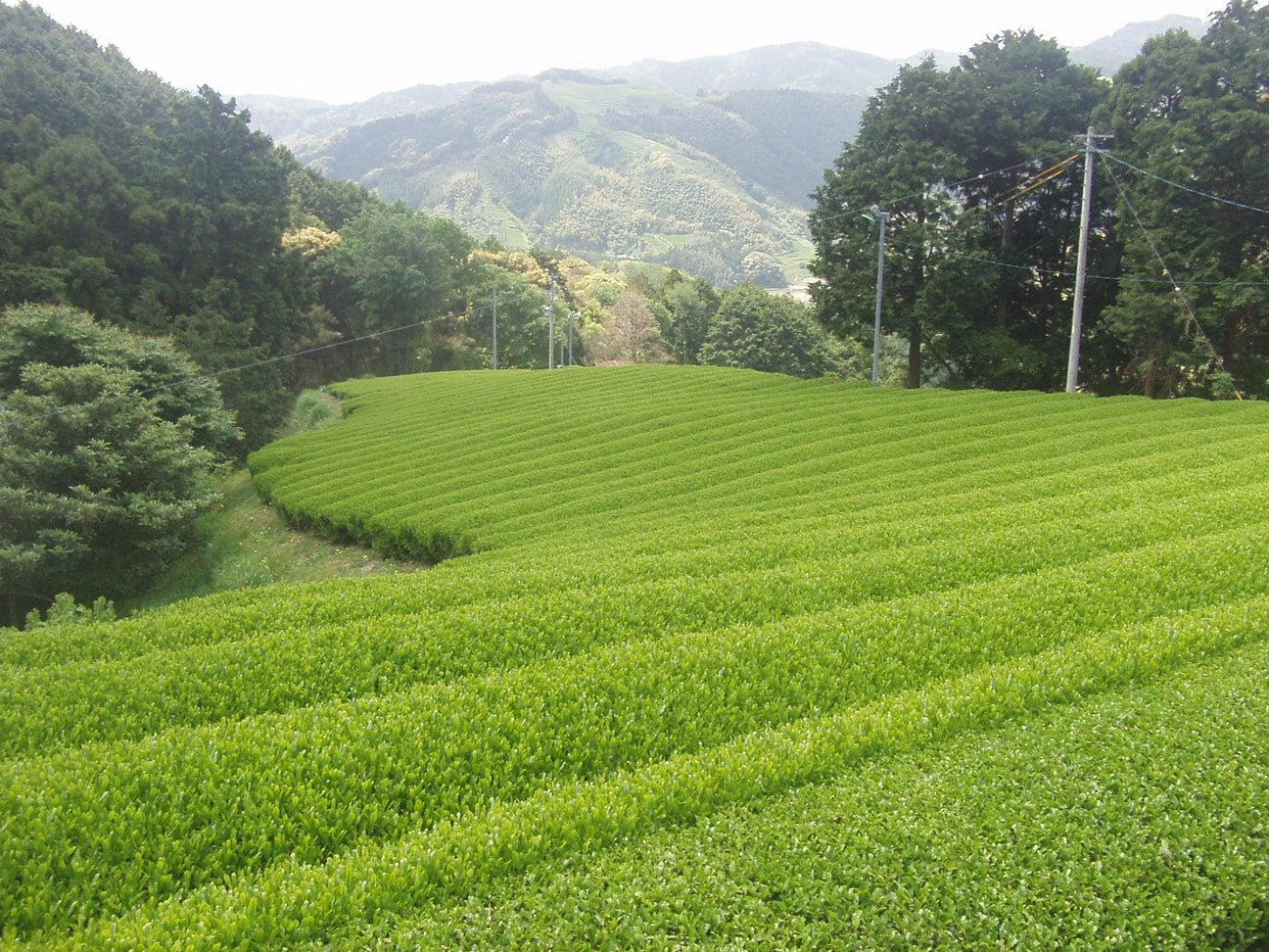 Okada Tea Farm - Yunomi.life