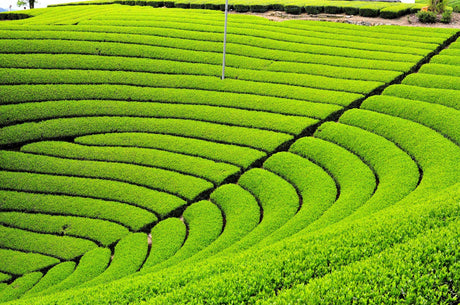 Origins - Wazuka Village, Kyoto - Yunomi.life