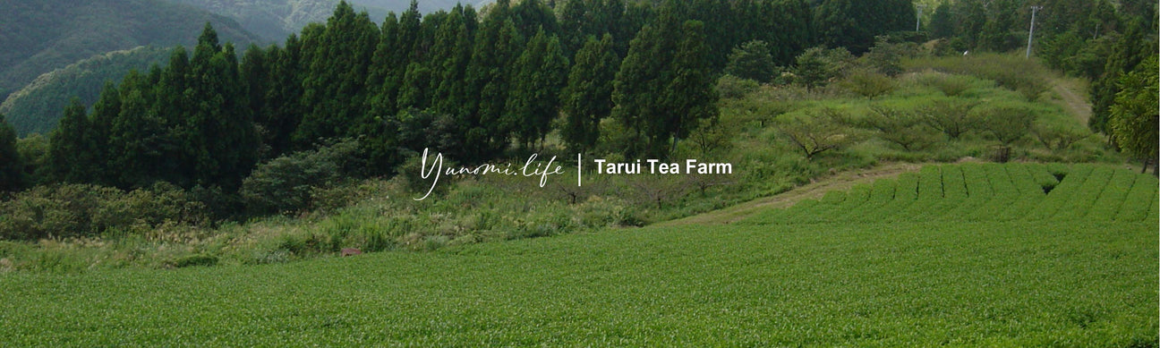Tarui Tea Farm: Organic Autumn Hojicha, Roasted Shizuoka Green Tea - Yunomi.life