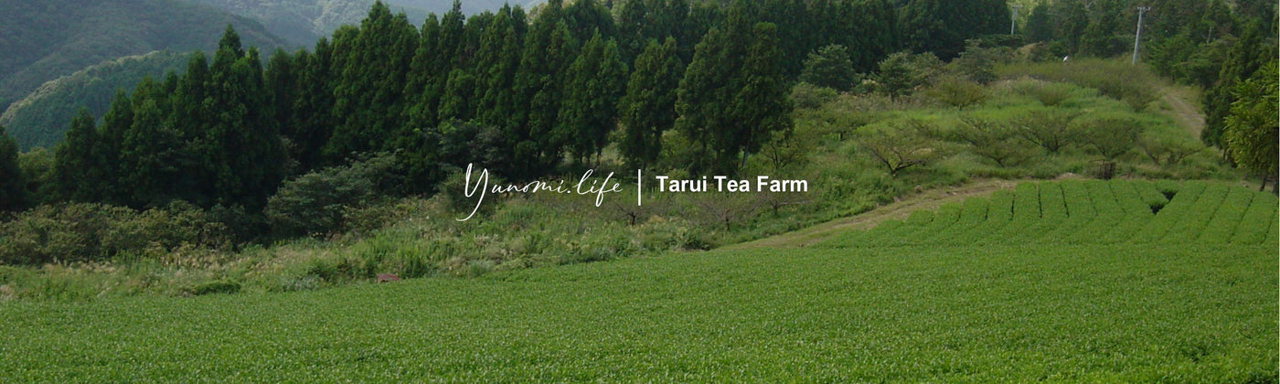Tarui Tea Farm: Organic Autumn Hojicha, Roasted Shizuoka Green Tea - Yunomi.life
