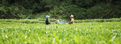 Tsubame to Chabatake