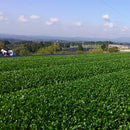 Koukien Tea Garden: Wakocha Kanaya Midori Single Cultivar Black Tea from Kirishima, Kagoshima