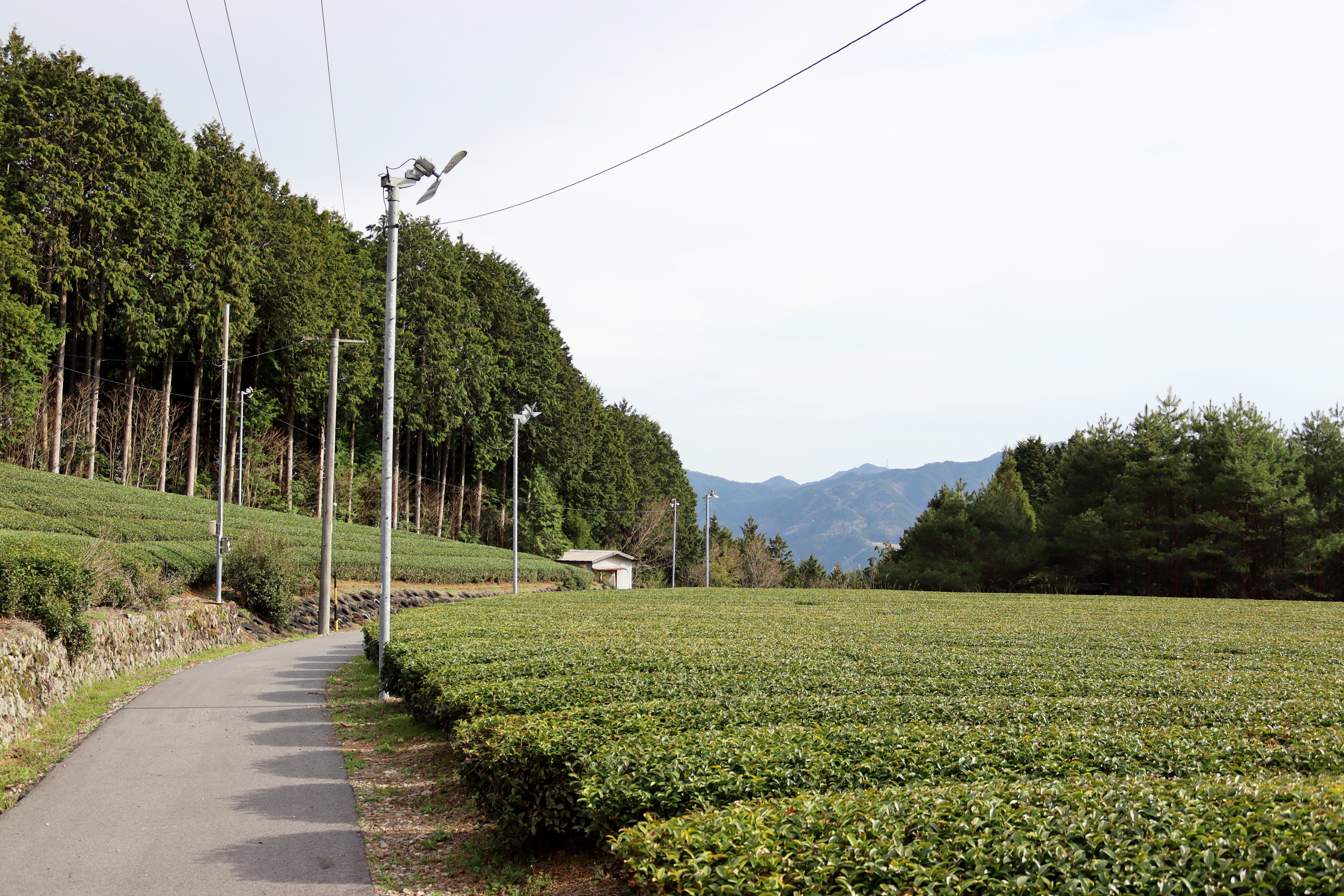 1054.G1 Nitta Tea Farm: 2026 Premium Sencha – Yunomi.life
