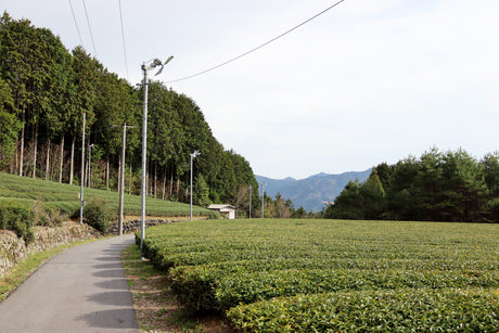 #1054.G1 Nitta Tea Factory: Premium Sencha yunomi.life 4