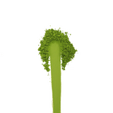 #1147 AOI Seicha: Nishio Matcha - Shojyu no Shiro,  Stone mill ground Usucha Matcha (20g) 御薄茶、松寿の白