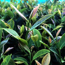Murakami Tea Garden: Mountain-Grown Second Flush Wakocha Zairai Black Tea 和紅茶在来