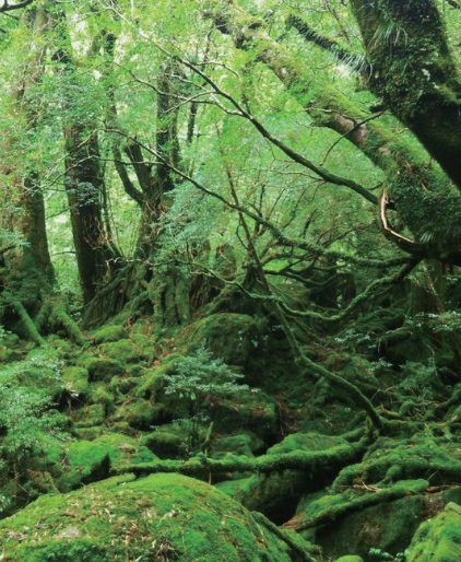 YAKUSHIMA SOIJAKYNTTILÄ