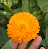 #0599.C1 Otaki Herb Garden:  Calendula  (Chiba Grown)