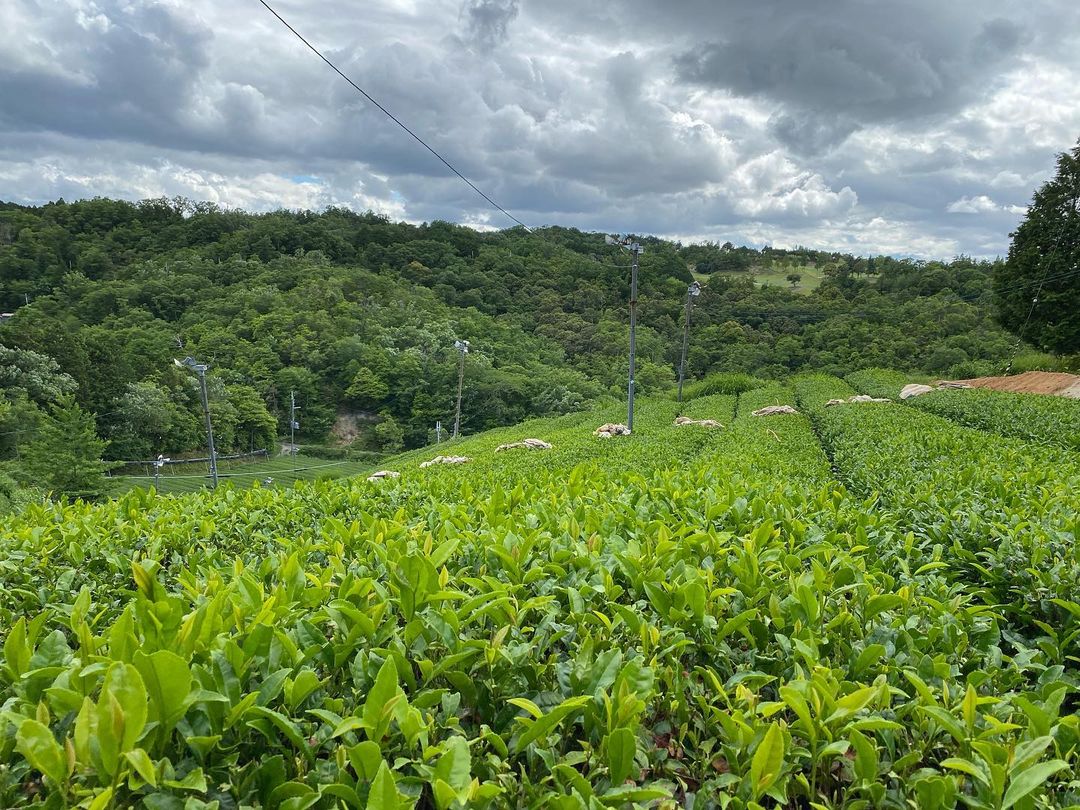 idono tea garden - takao, minami yamashiro, kyoto, japan