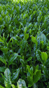 #0934 Tenocha - Naturally Grown Ureshino Hojicha Roasted Green Tea from Tea Farmer Shunsuke Nagao