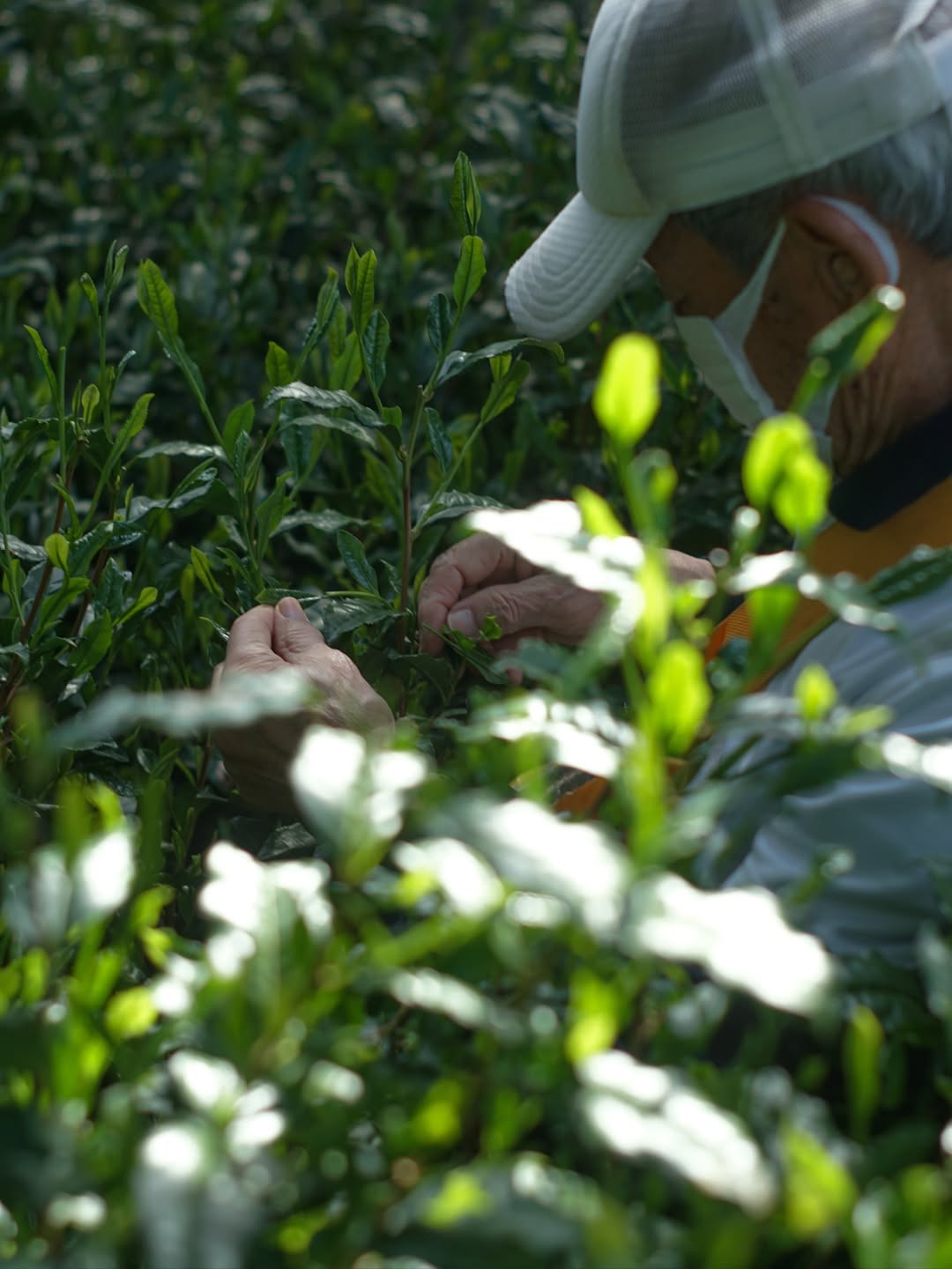 #0958.S5 芝切茶園: 2025 清美 - 厳選遮光単一品種やぶきた浅虫茶