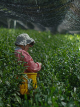 #0958.S5 芝切茶園: 2025 清美 - 厳選遮光単一品種やぶきた浅虫茶