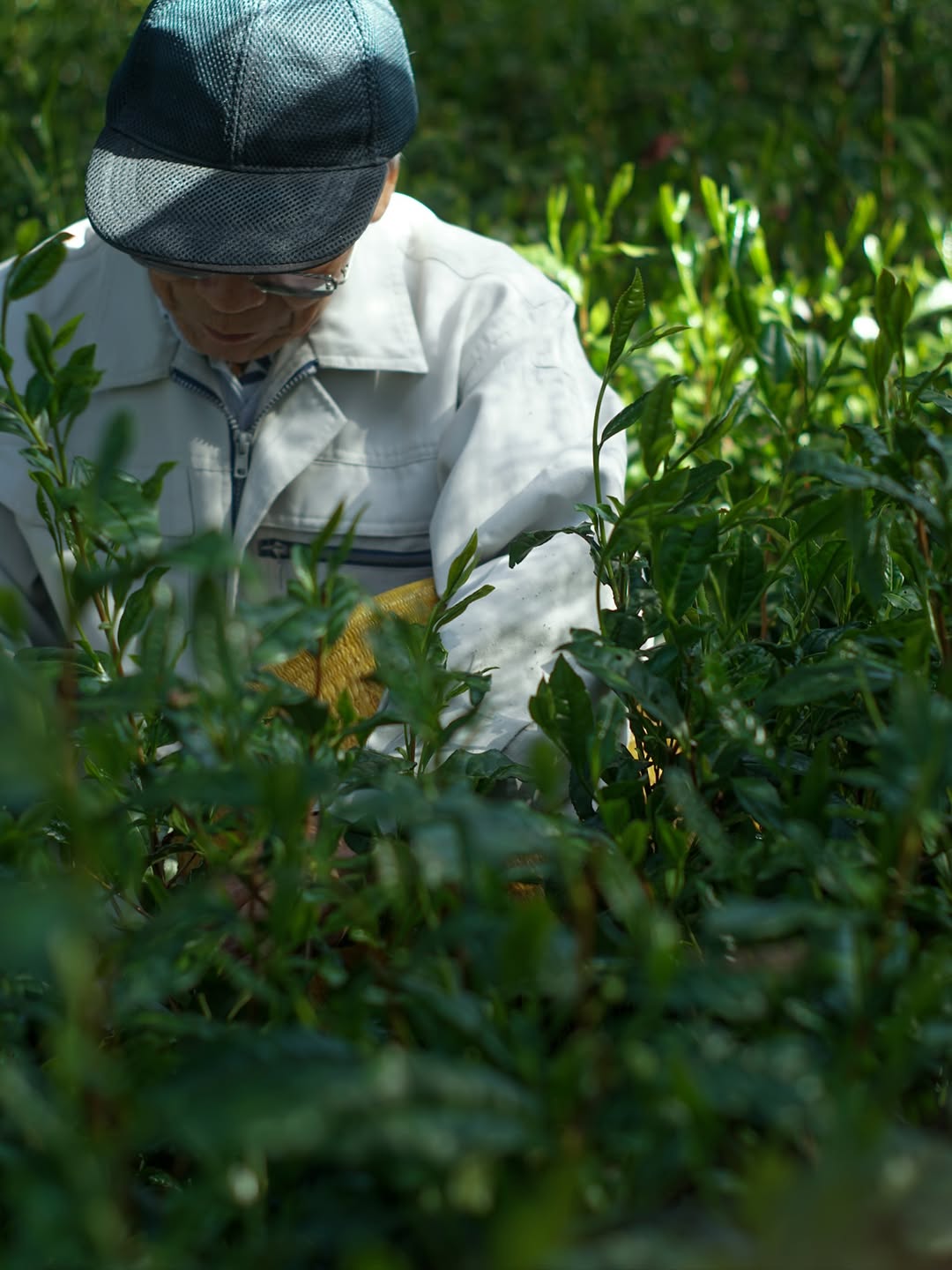 Shibakiri Tea Garden – Yunomi.life