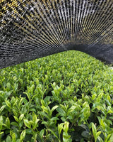 Tea Field under the shade in Tanegashima Island, Kagoshima, Japan