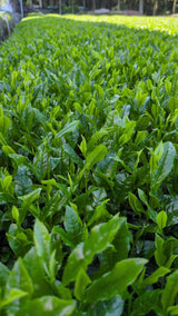 #0932 Tenocha - Naturally Grown Ureshino Tamaryokucha from Tea Farmer Shunsuke Nagao