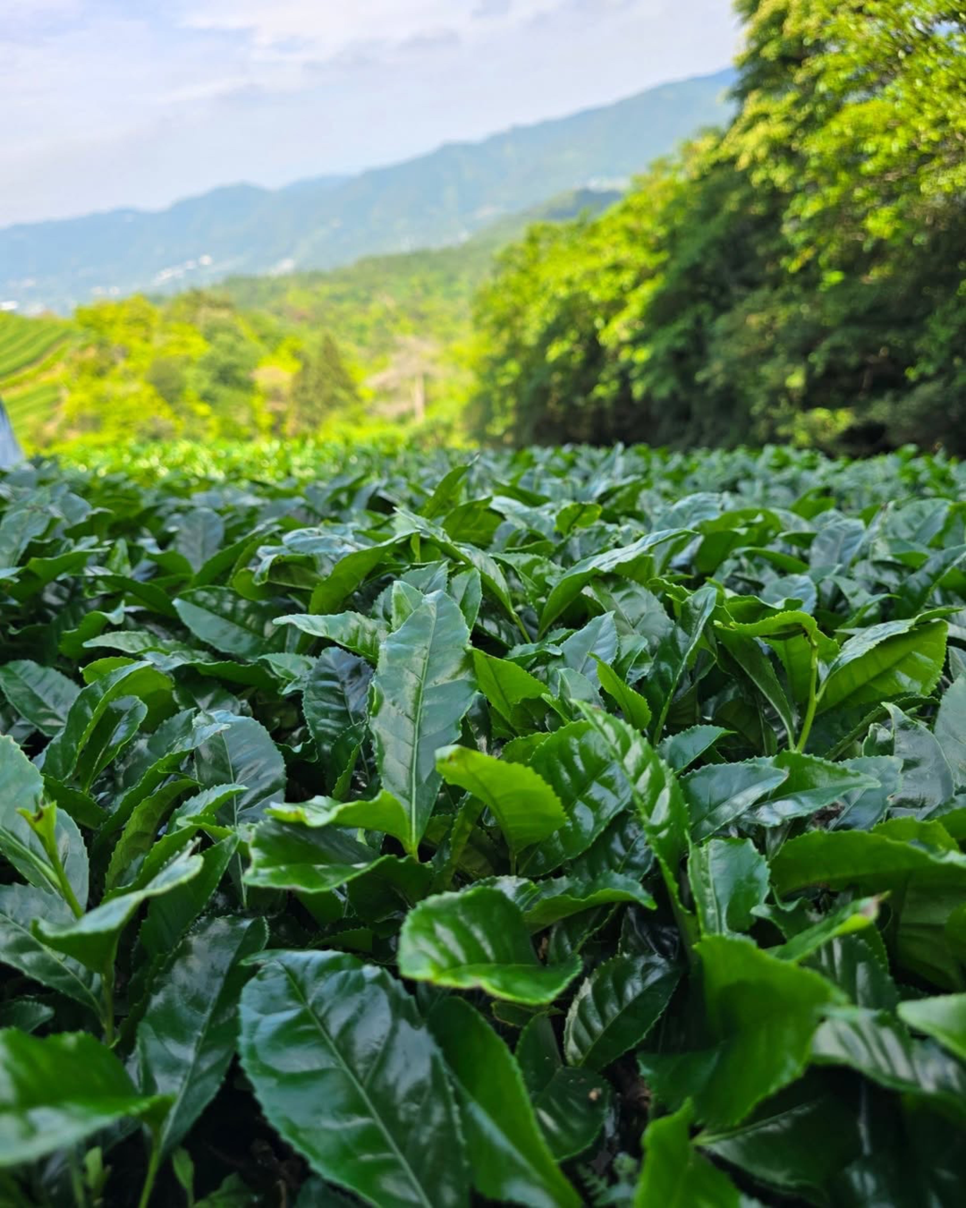 0111.K6 一本松 - 東茶園産 自然栽培オクミドリ品種 宇治抹茶