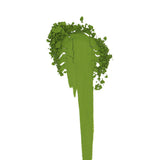 #0112.K6 Kanoyama - Okumidori Cultivar Uji Matcha, Naturally Grown by Azuma Tea Garden, Standard Ceremonial Grade Matcha 伊の山
