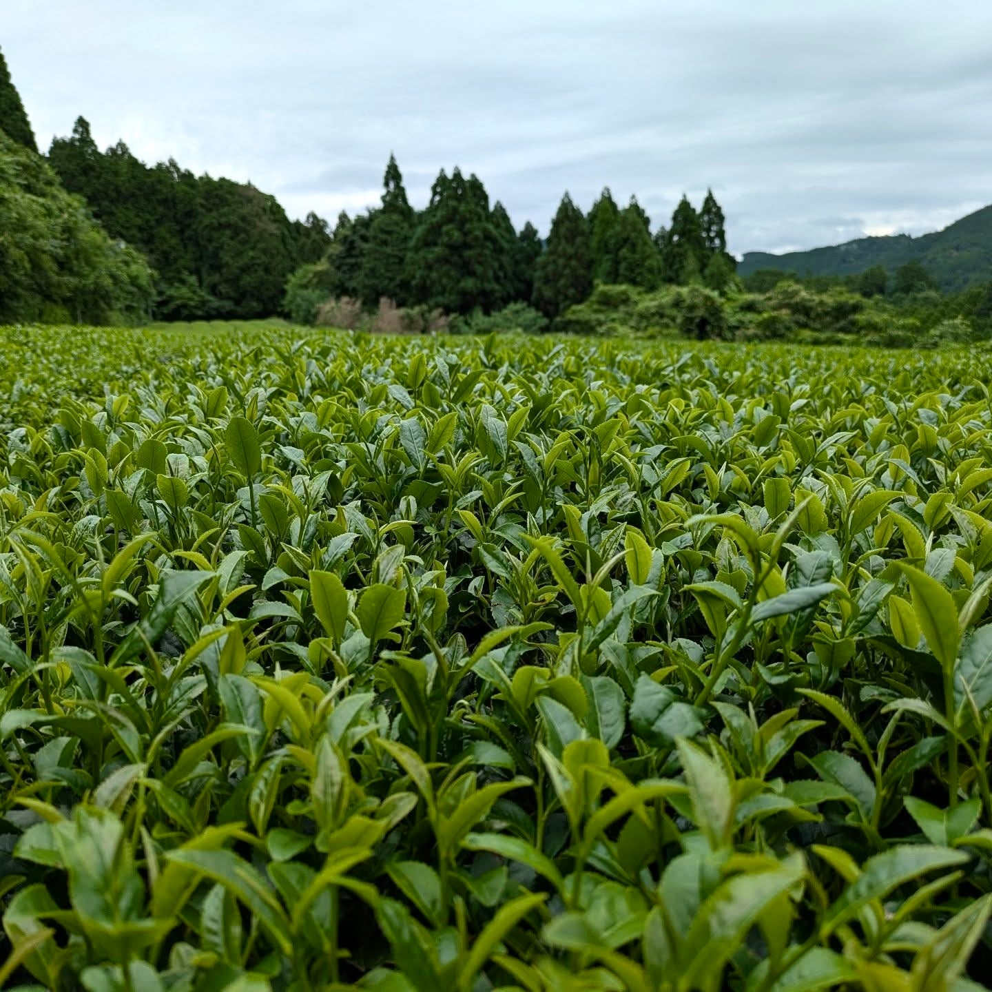 0438.F2 Kuma Tea Garden: Yamecha Mountain-Grown Fukamushicha 0438.F2 Kuma Tea Garden: Yamecha Mountain-Grown Fukamushicha