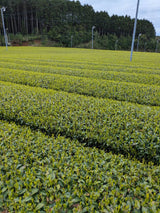 #0934 Tenocha - Naturally Grown Ureshino Hojicha Roasted Green Tea from Tea Farmer Shunsuke Nagao