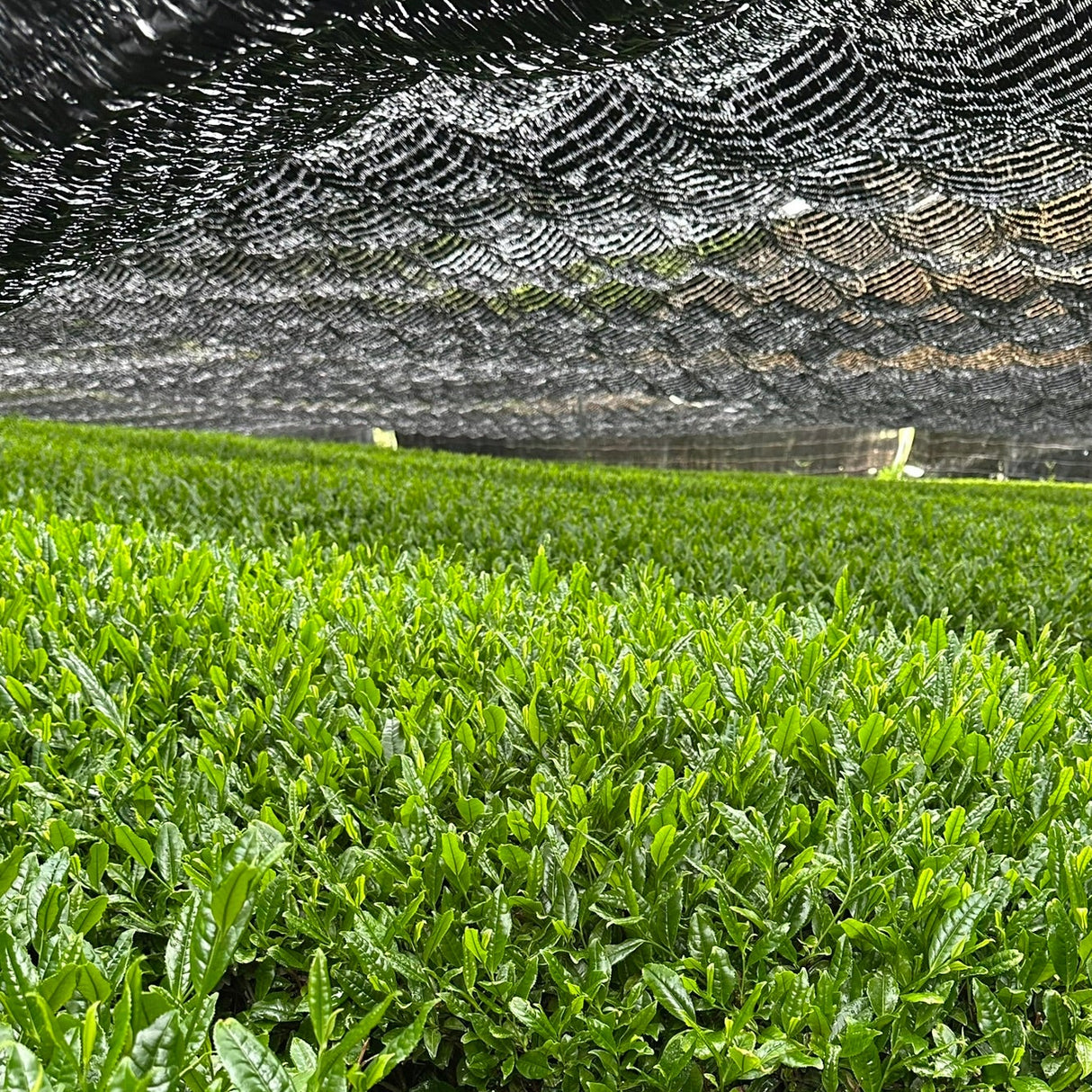 Canopy shading by machine harvested tea field in Kyoto