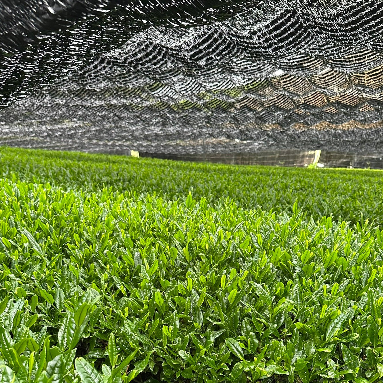 Canopy shading by machine harvested tea field in Kyoto