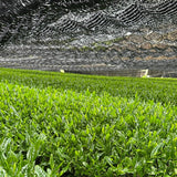 Canopy shading by machine harvested tea field in Kyoto